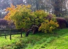 Herbststimmung-23-10-09 049.jpg